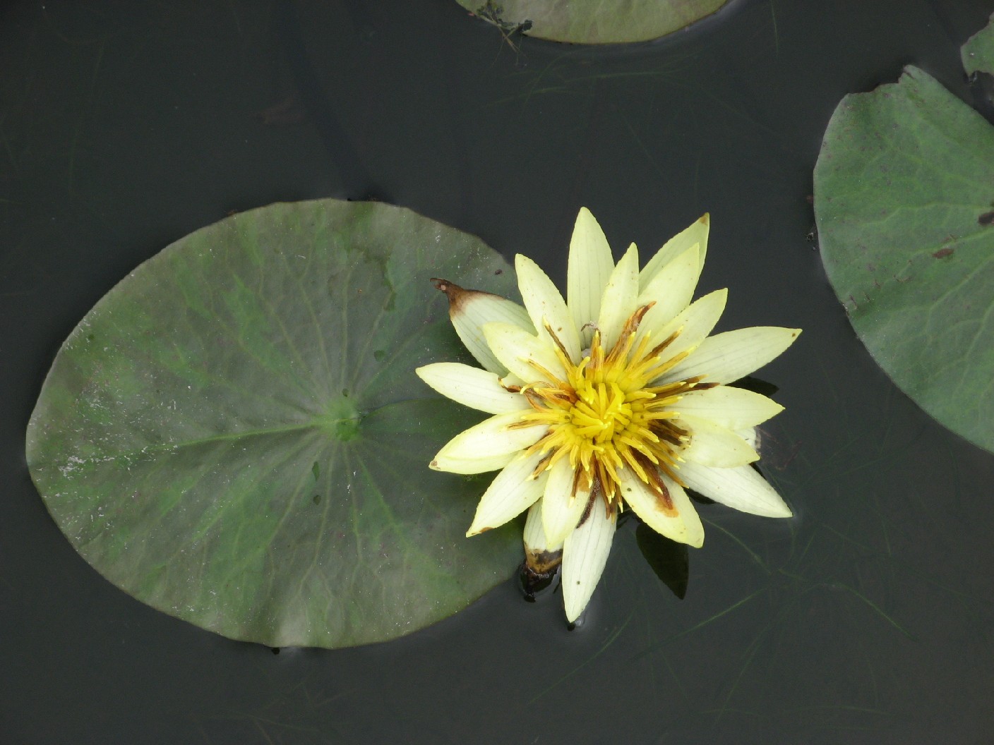 orto botanico (padova)
